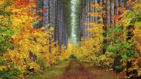 Pathway to Autumn Splendor wallpaper