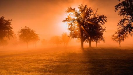 Golden Sunrise Over Misty Trees wallpaper