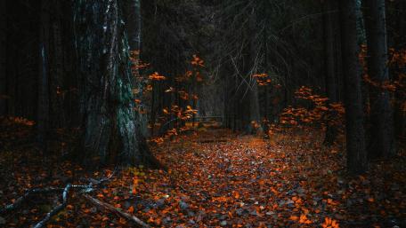 Whispers of Autumn in the Enchanted Forest wallpaper