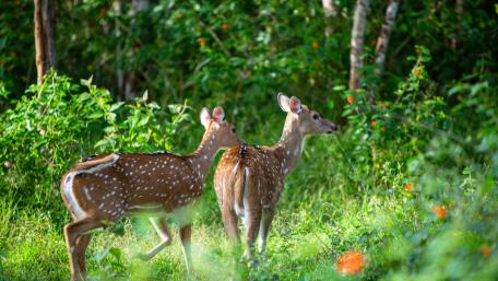 Chital wallpaper