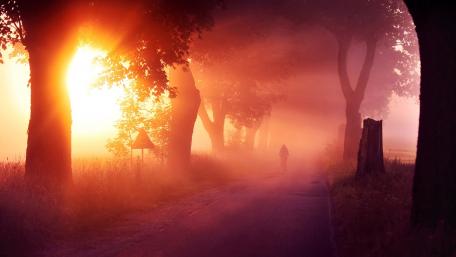 Mystical Sunrise Amidst the Trees wallpaper