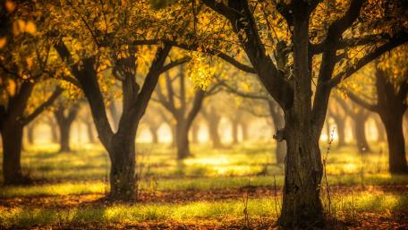 Golden Autumn Orchard Wonder wallpaper
