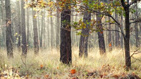 Whispering Woods at Dawn wallpaper
