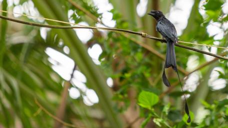 Greater Racket-tailed Drongo wallpaper