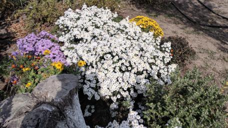Blooming Flower Garden in Vibrant Colors wallpaper