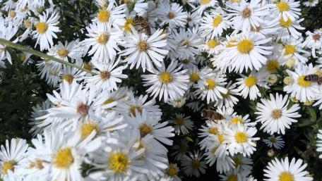 Daisy Delight in High Resolution wallpaper