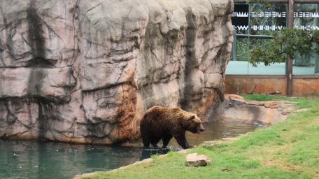 bear walks on water wallpaper