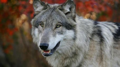 Majestic Wolf Amid Autumn Colors wallpaper