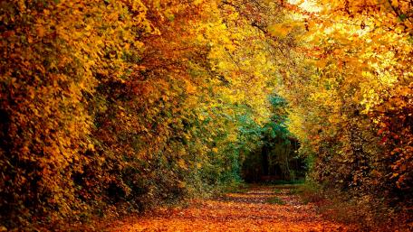 Golden Autumn Pathway Through the Forest wallpaper