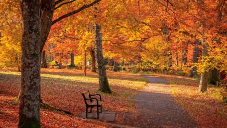Bench in the autumn park wallpaper