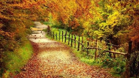 Autumn Whisper on a Countryside Road wallpaper