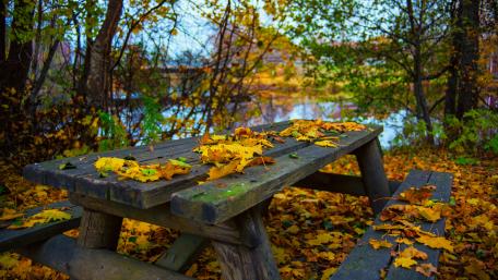 Serene Autumn Lakeside wallpaper