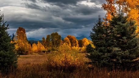 Autumn's Golden Glow Beneath Cloudy Skies wallpaper