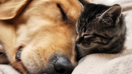 Peaceful Slumber in Harmony wallpaper