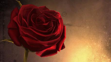 Rose wallpaper