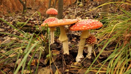Vibrant Autumn Forest Mushrooms Wallpaper wallpaper