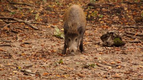 Boar in the forest wallpaper