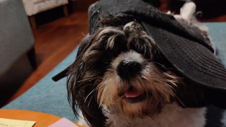 shih tzu wallpaper