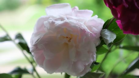 peony wallpaper
