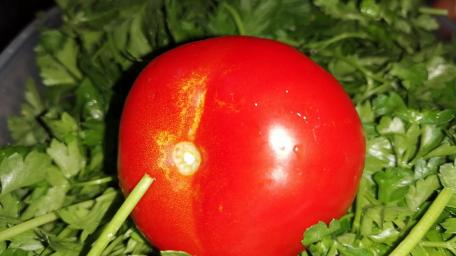Fresh Tomato Surrounded by Green Cilantro Leaves wallpaper