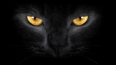 Mysterious Feline Gaze wallpaper