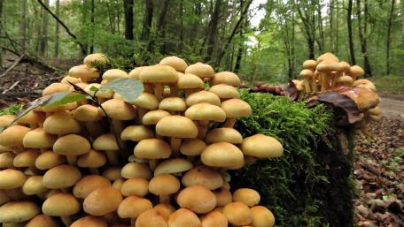 stock mushrooms wallpaper