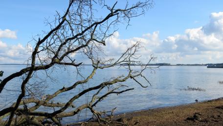 dead tree on the baltic sea wallpaper