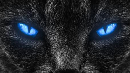 Blue Cat Eye's wallpaper