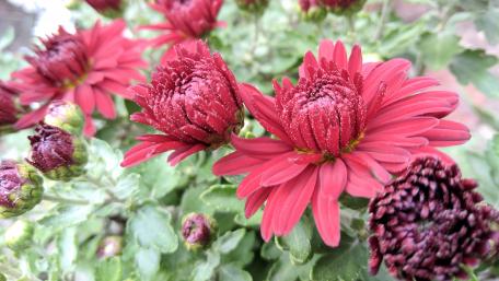 Vibrant Red Chrysanthemums in Bloom wallpaper