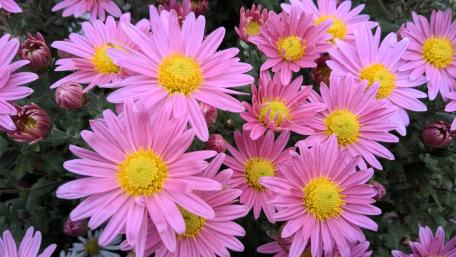 Blooming Beauty in Vibrant Pink and Yellow Blossoms wallpaper