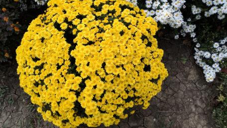Vibrant Yellow Floral Explosion wallpaper