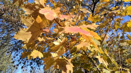 Golden Autumn Leaves in Sunlight wallpaper