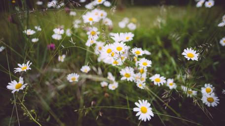 Wild flower field wallpaper