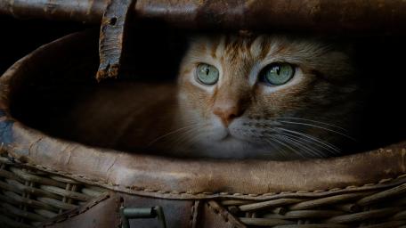 Cozy Cat in a Basket wallpaper