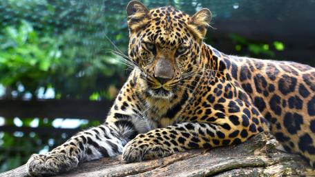 Majestic Leopard Relaxing in Nature wallpaper
