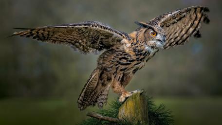 Majestic Owl in Flight wallpaper