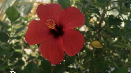 flower wallpaper