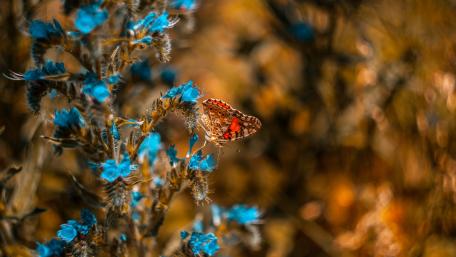 Butterfly Among Vibrant Blue Flowers wallpaper