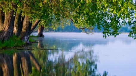 Misty Morning Reflections by the Lake wallpaper