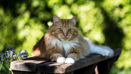 Charming Cat on a Sunny Bench wallpaper