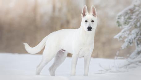 Majestic White Dog in Winter Wonderland wallpaper