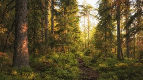 Serene Forest Trail Awaits You wallpaper