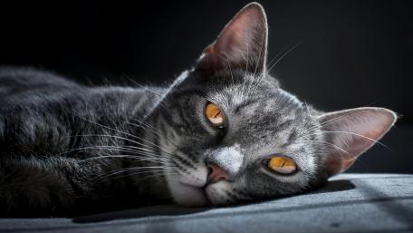 siberian cat wallpaper