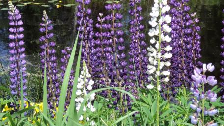 Wild flowers wallpaper