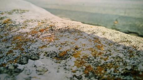 Textured Surface of Nature's Beauty wallpaper