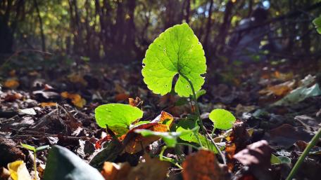 Natural wallpaper