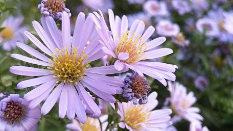 Delicate Lavender Blossoms in Bloom wallpaper