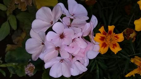 Delicate Floral Harmony in Bloom wallpaper