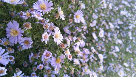Purple Daisy Delight in 4K Resolution wallpaper