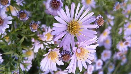 Delicate Purple Blossoms in a Garden Scene wallpaper